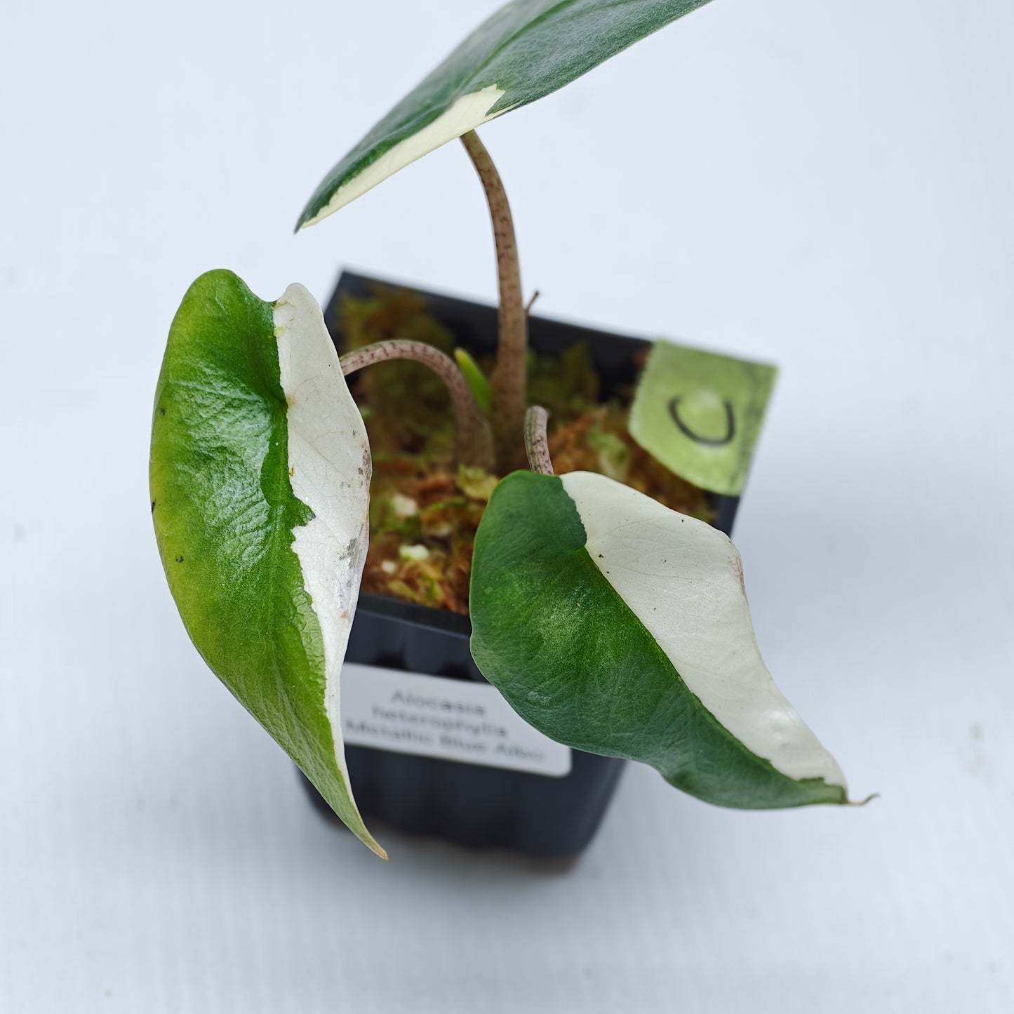Alocasia Metallic Blue Albo Variegated