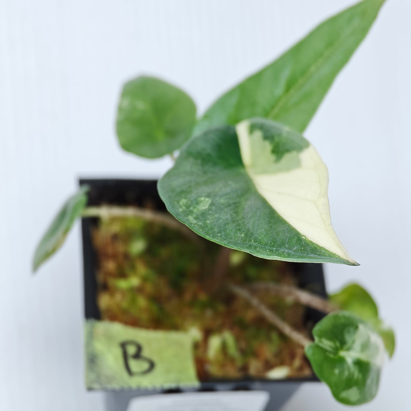 Alocasia Metallic Blue Albo Variegated