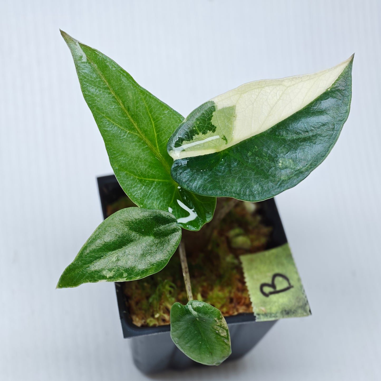 Alocasia Metallic Blue Albo Variegated