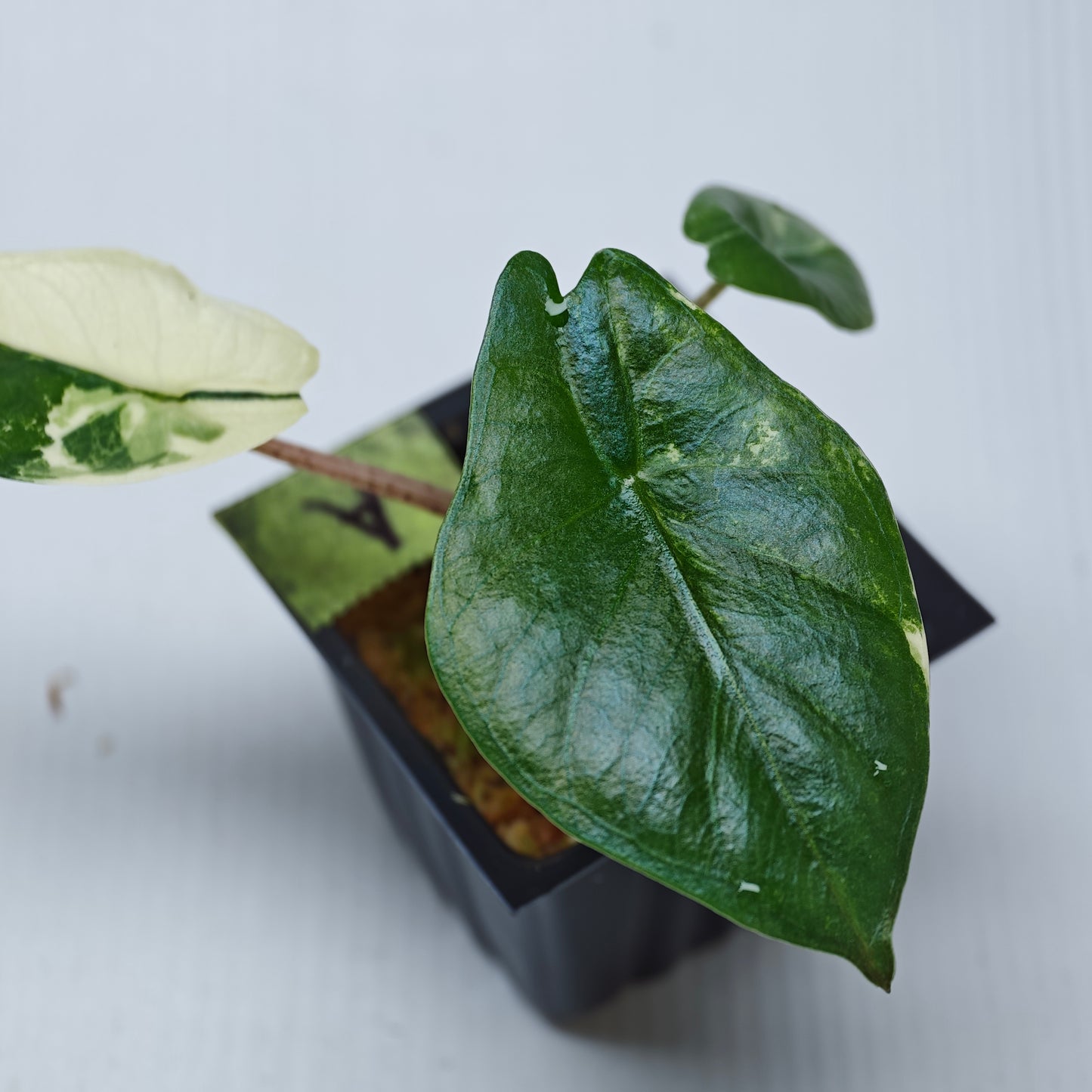 Alocasia Metallic Blue Albo Variegated