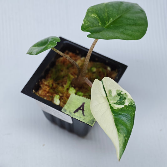 Alocasia Metallic Blue Albo Variegated