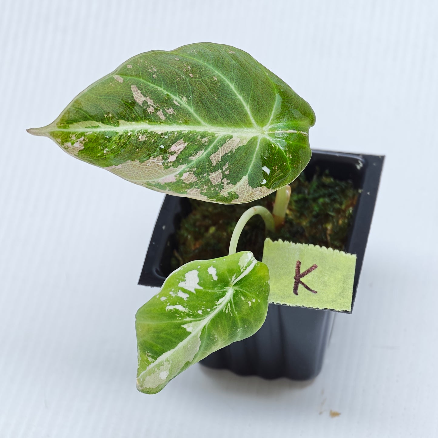 Alocasia black velvet Pink Variegated