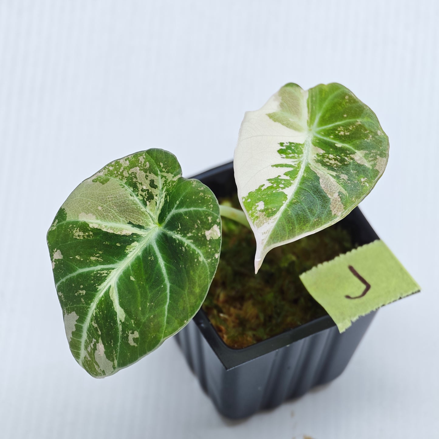 Alocasia black velvet Pink Variegated