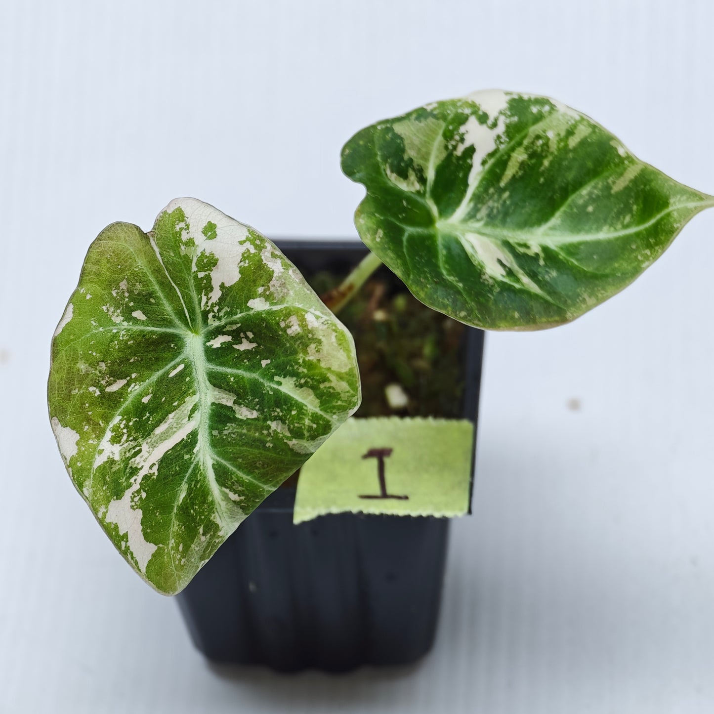 Alocasia black velvet Pink Variegated