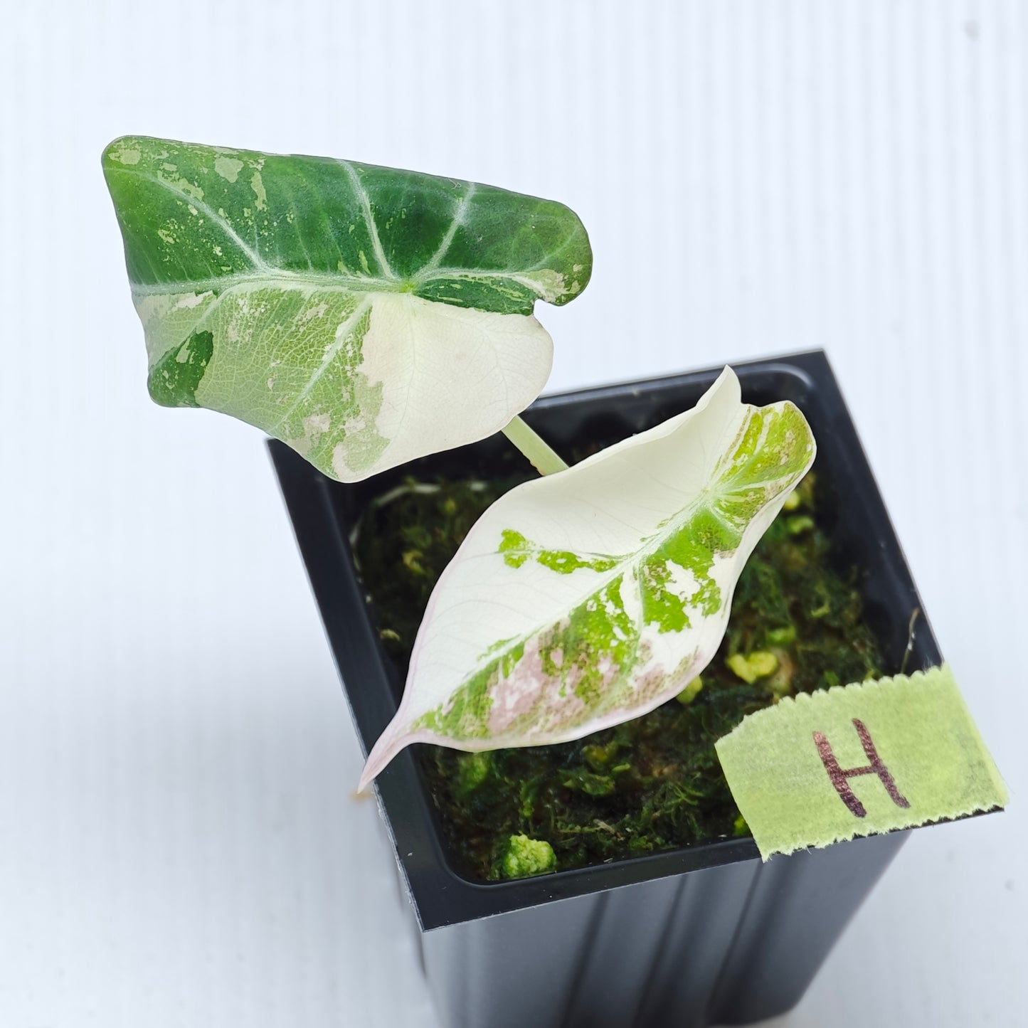 Alocasia black velvet Pink Variegated