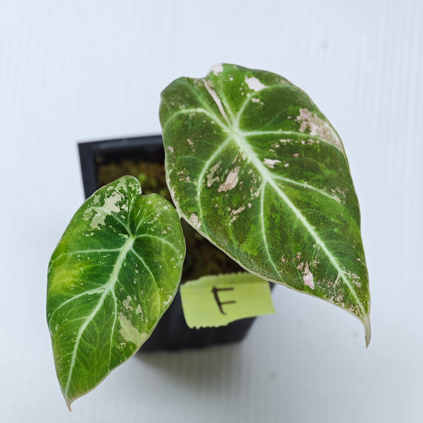 Alocasia black velvet Pink Variegated