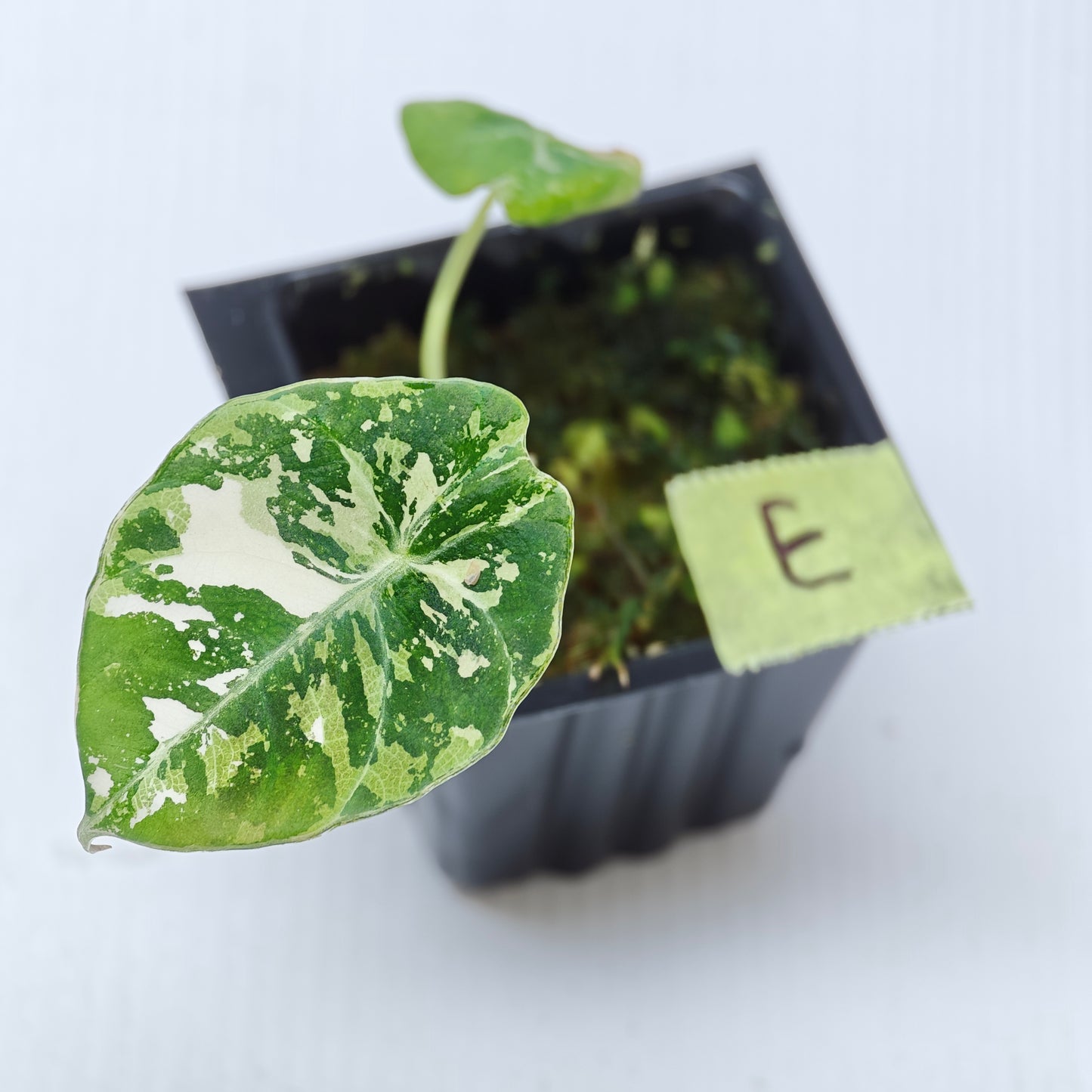 Alocasia black velvet Pink Variegated