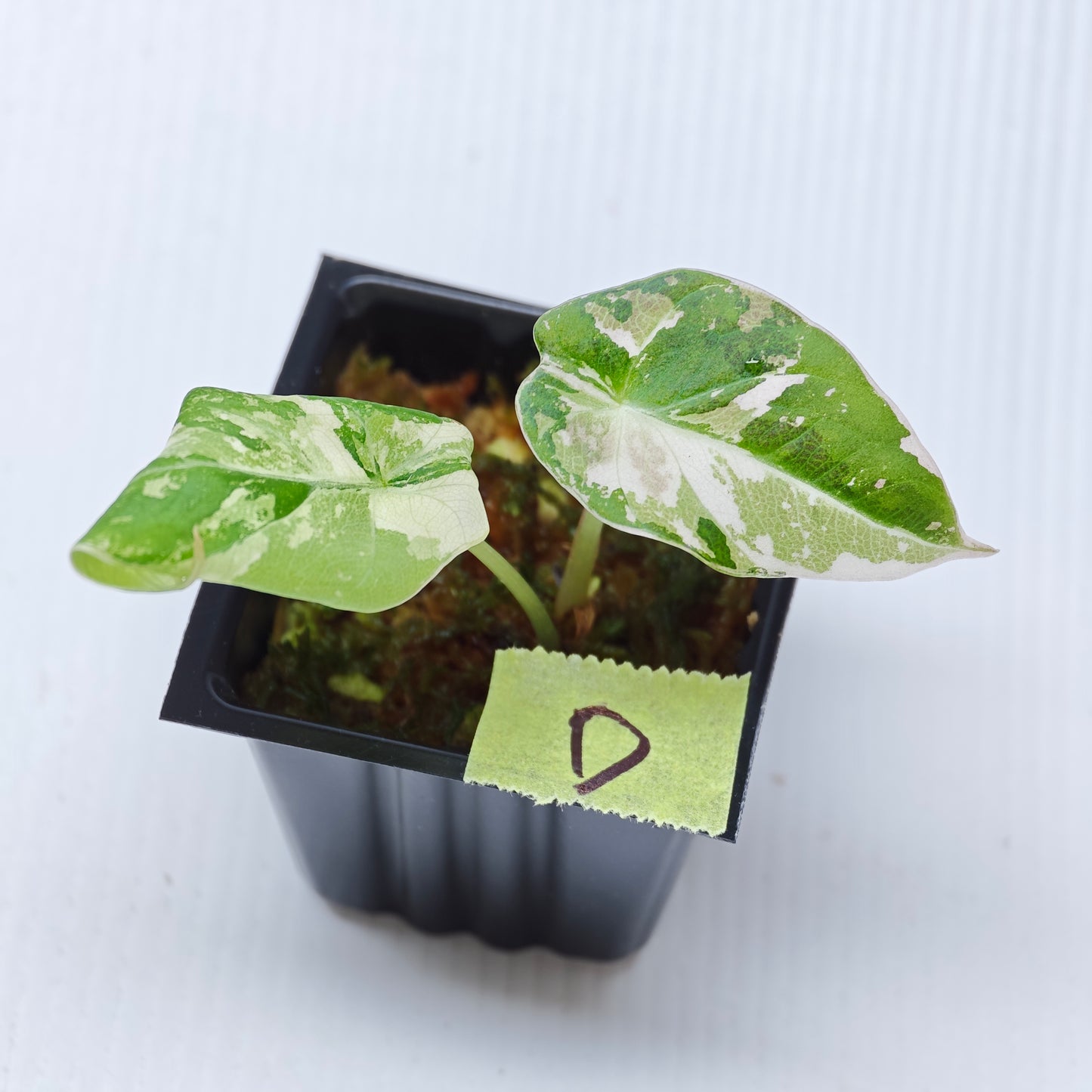 Alocasia black velvet Pink Variegated