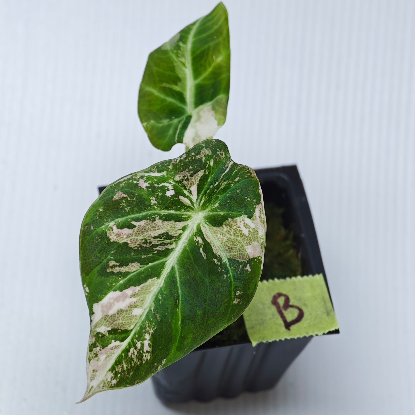 Alocasia black velvet Pink Variegated