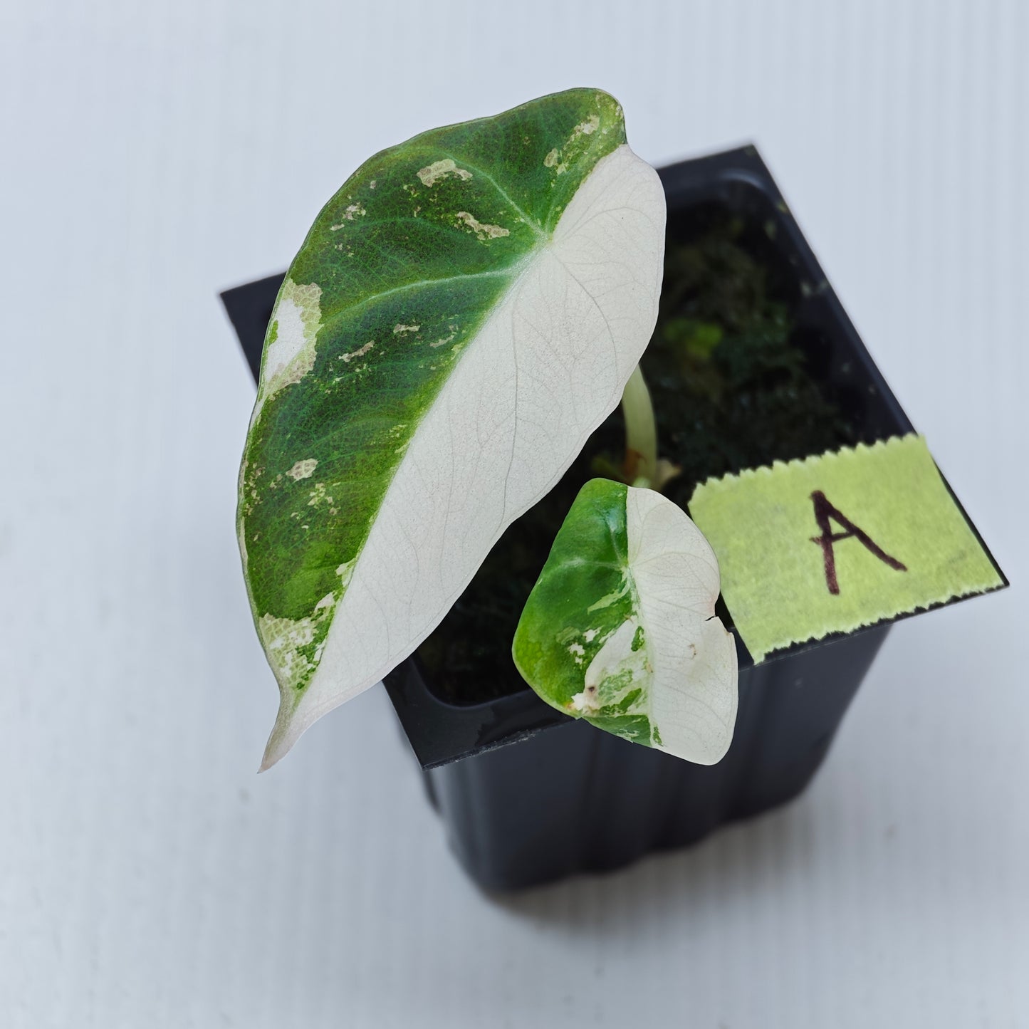 Alocasia black velvet Pink Variegated