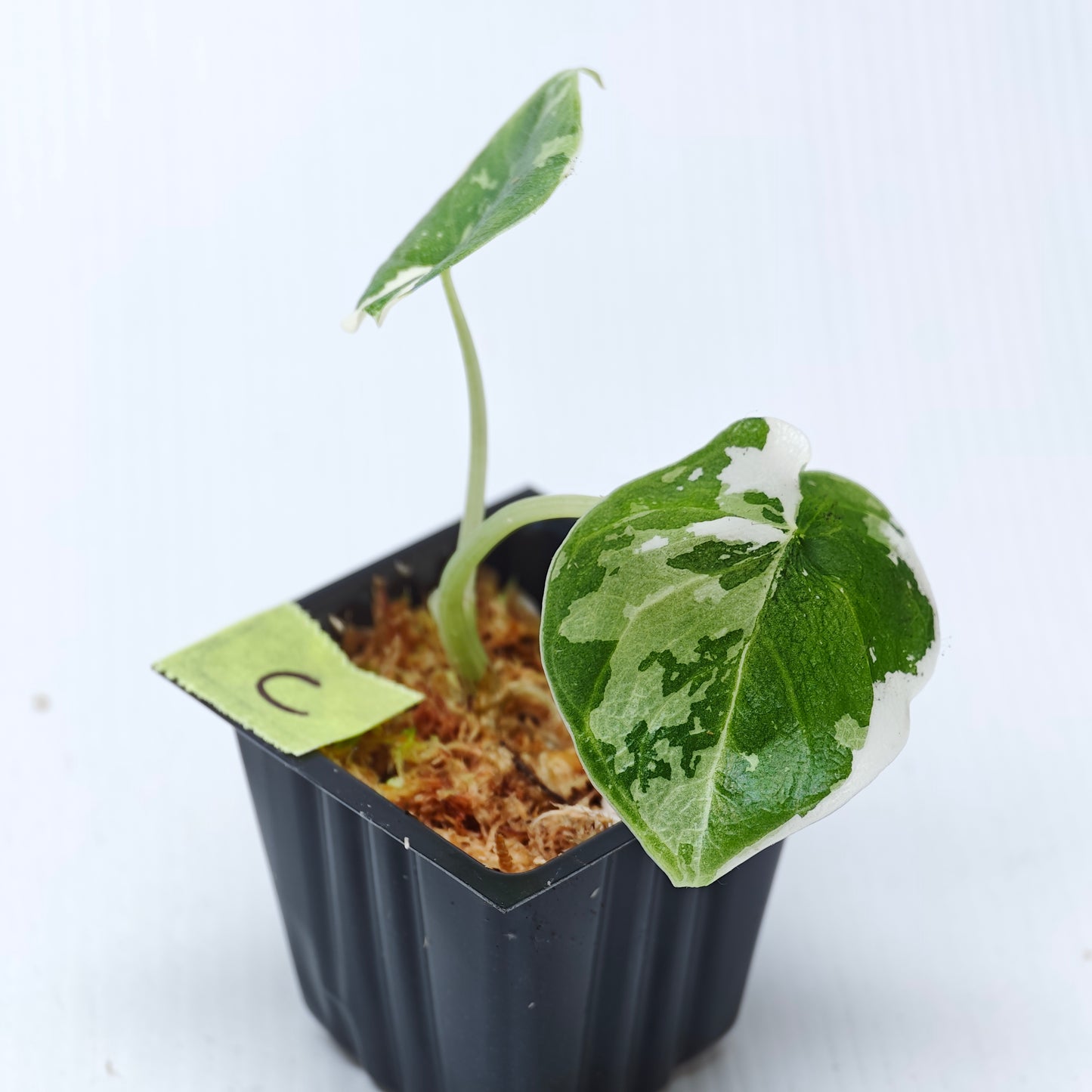 Alocasia melo Albo variegated