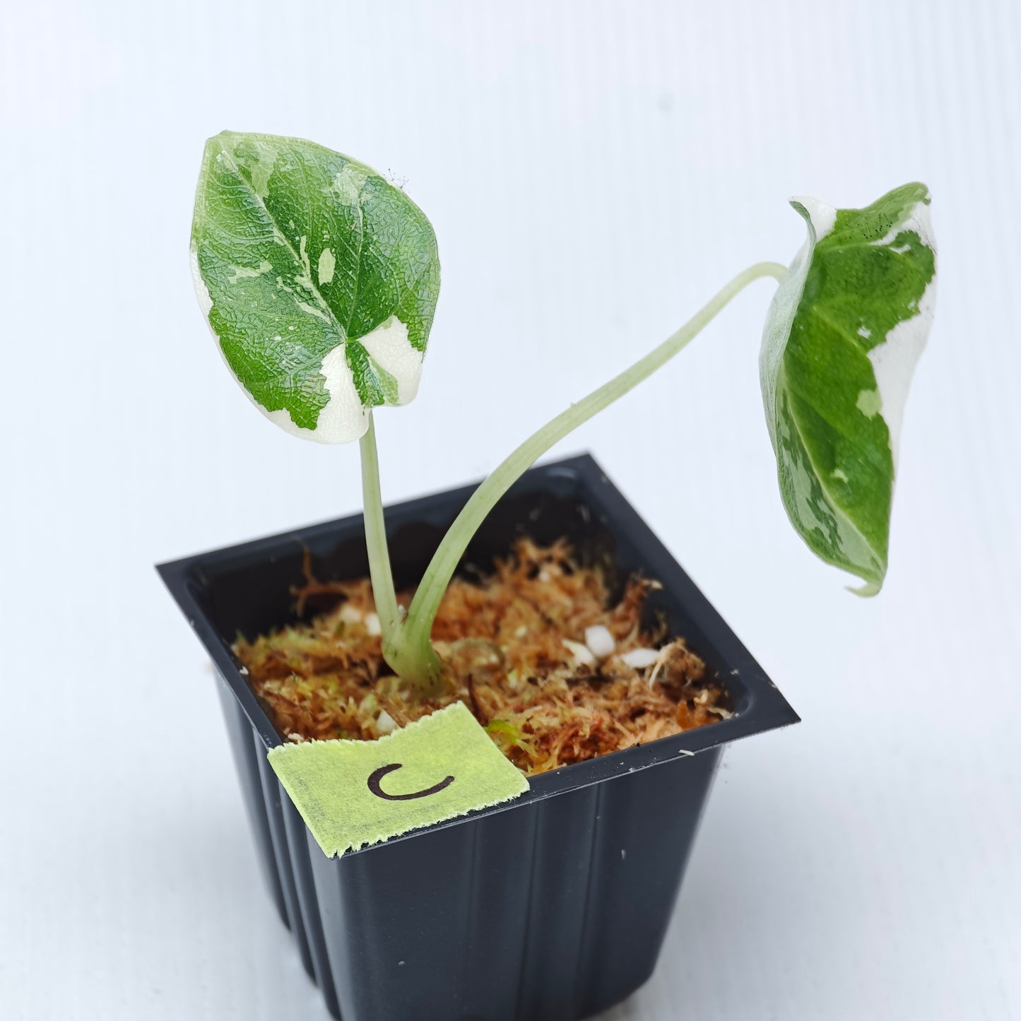 Alocasia melo Albo variegated