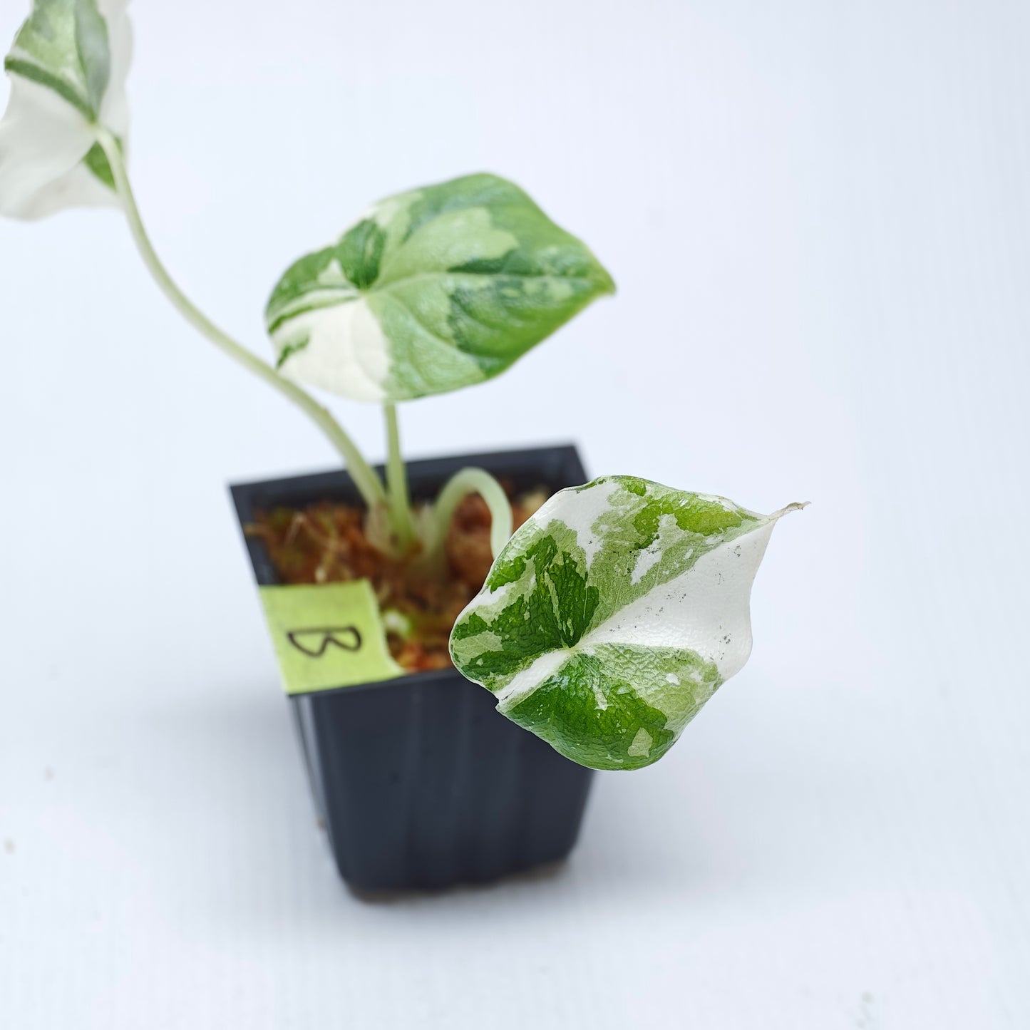 Alocasia melo Albo variegated
