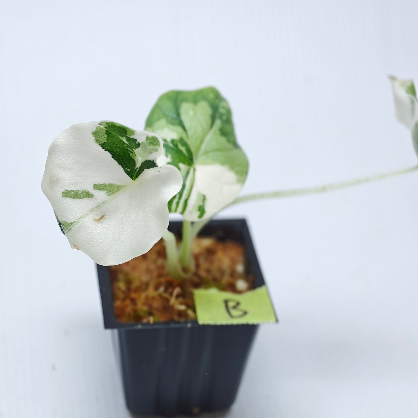 Alocasia melo Albo variegated