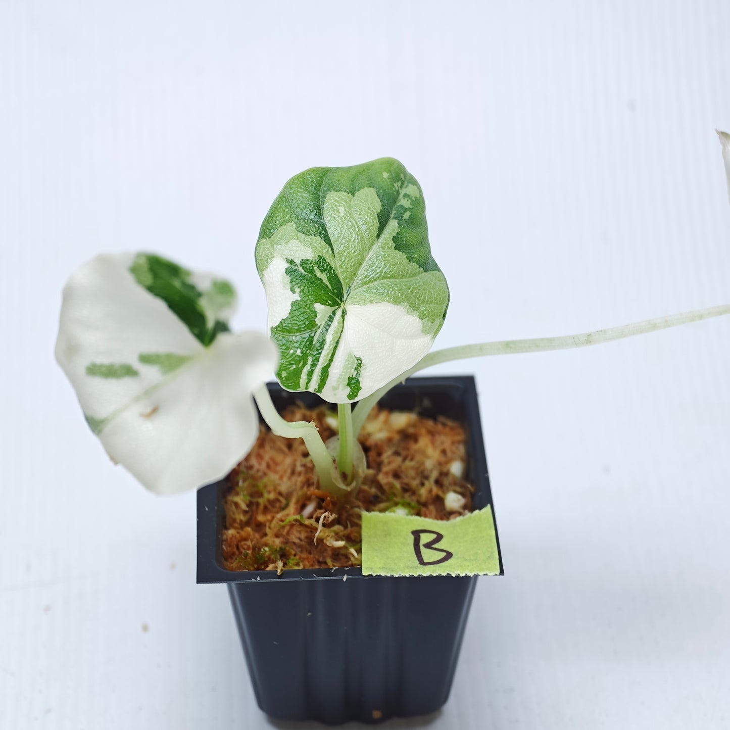 Alocasia melo Albo variegated