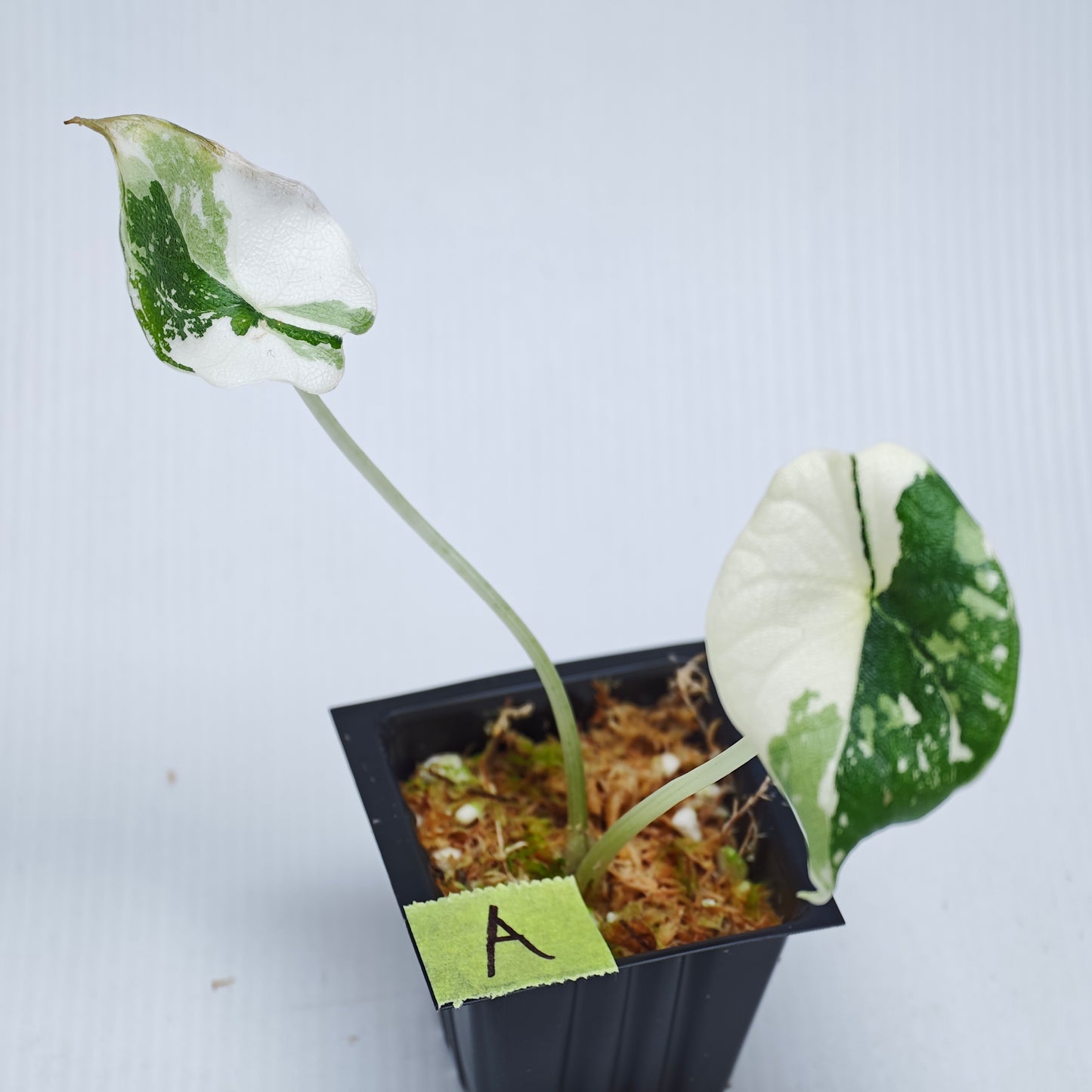 Alocasia melo Albo variegated