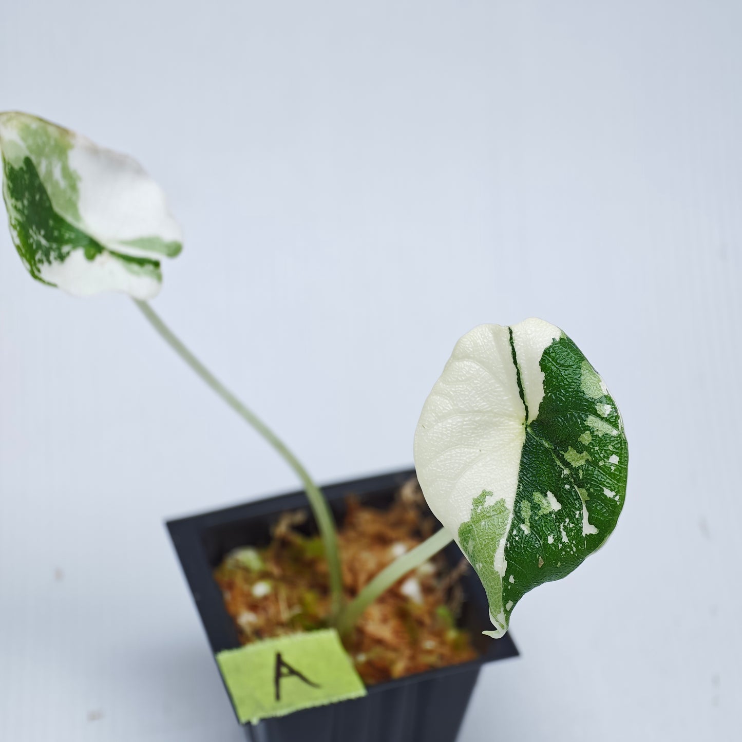Alocasia melo Albo variegated