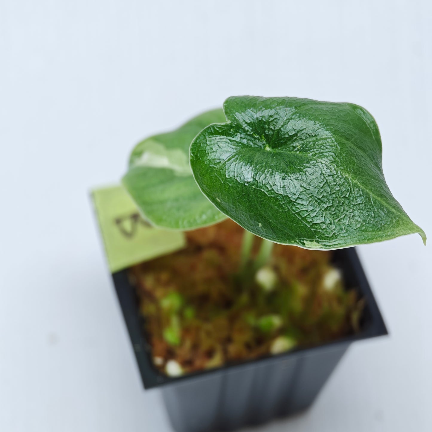 Alocasia melo Albo LOW variegated