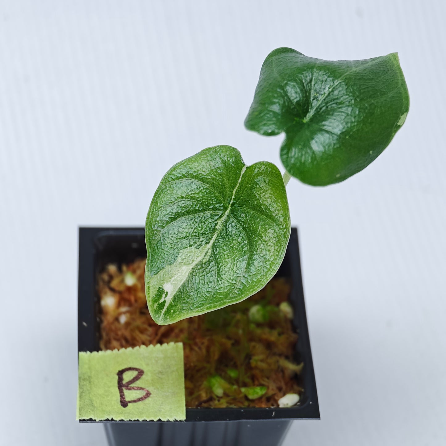 Alocasia melo Albo LOW variegated