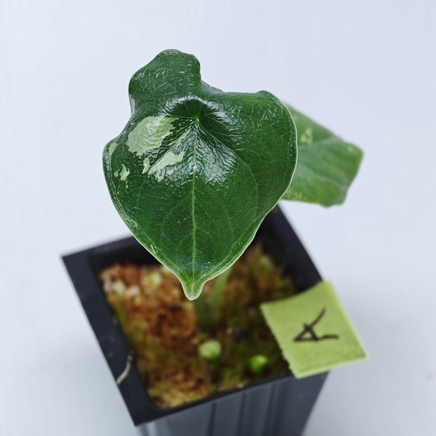 Alocasia melo Albo LOW variegated