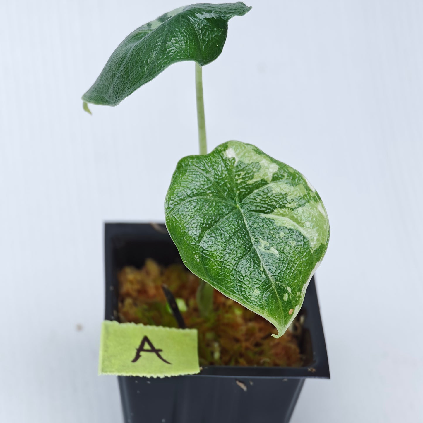 Alocasia melo Albo LOW variegated