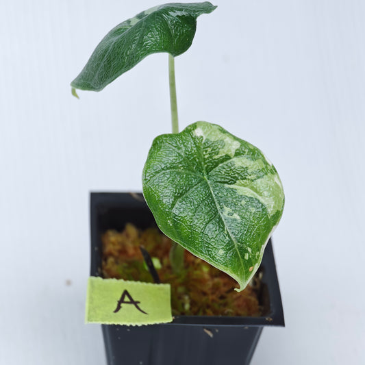 Alocasia melo Albo LOW variegated