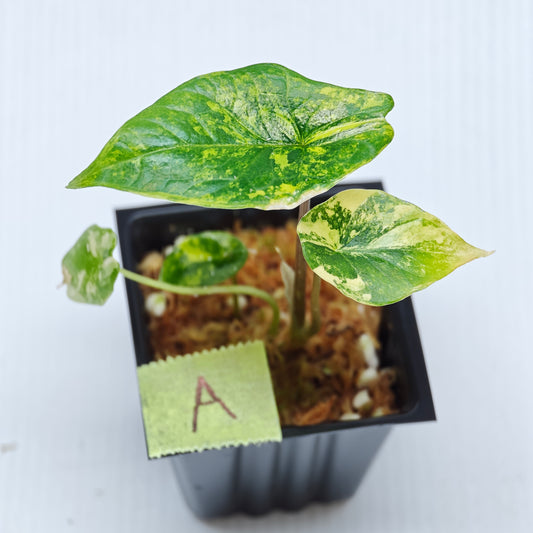 Alocasia scalprum Aurea Variegated