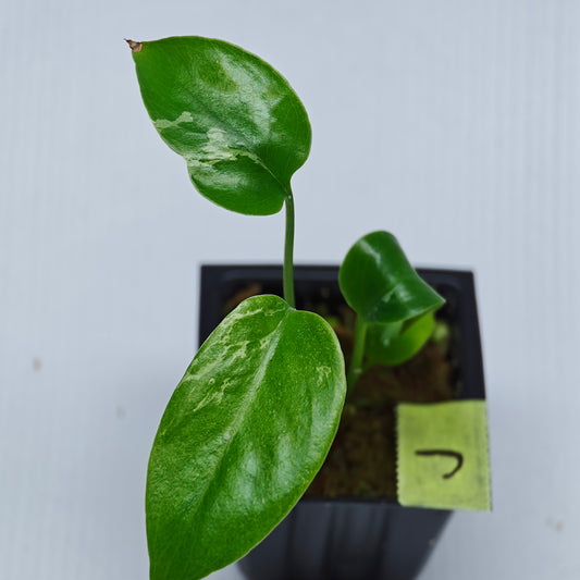 Monstera Bulbasaur