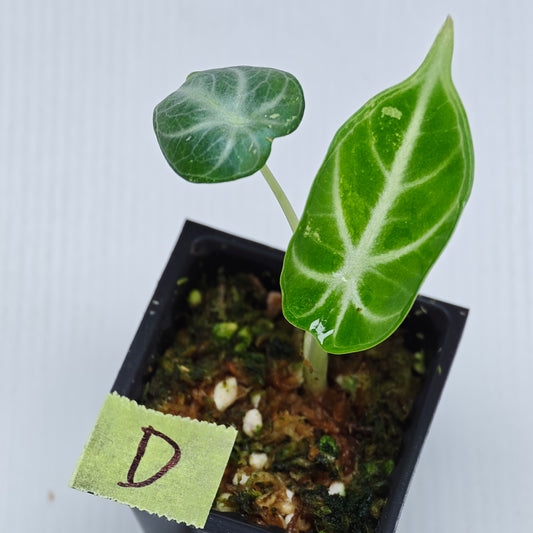 Alocasia Ninja Albo LOW Variegated