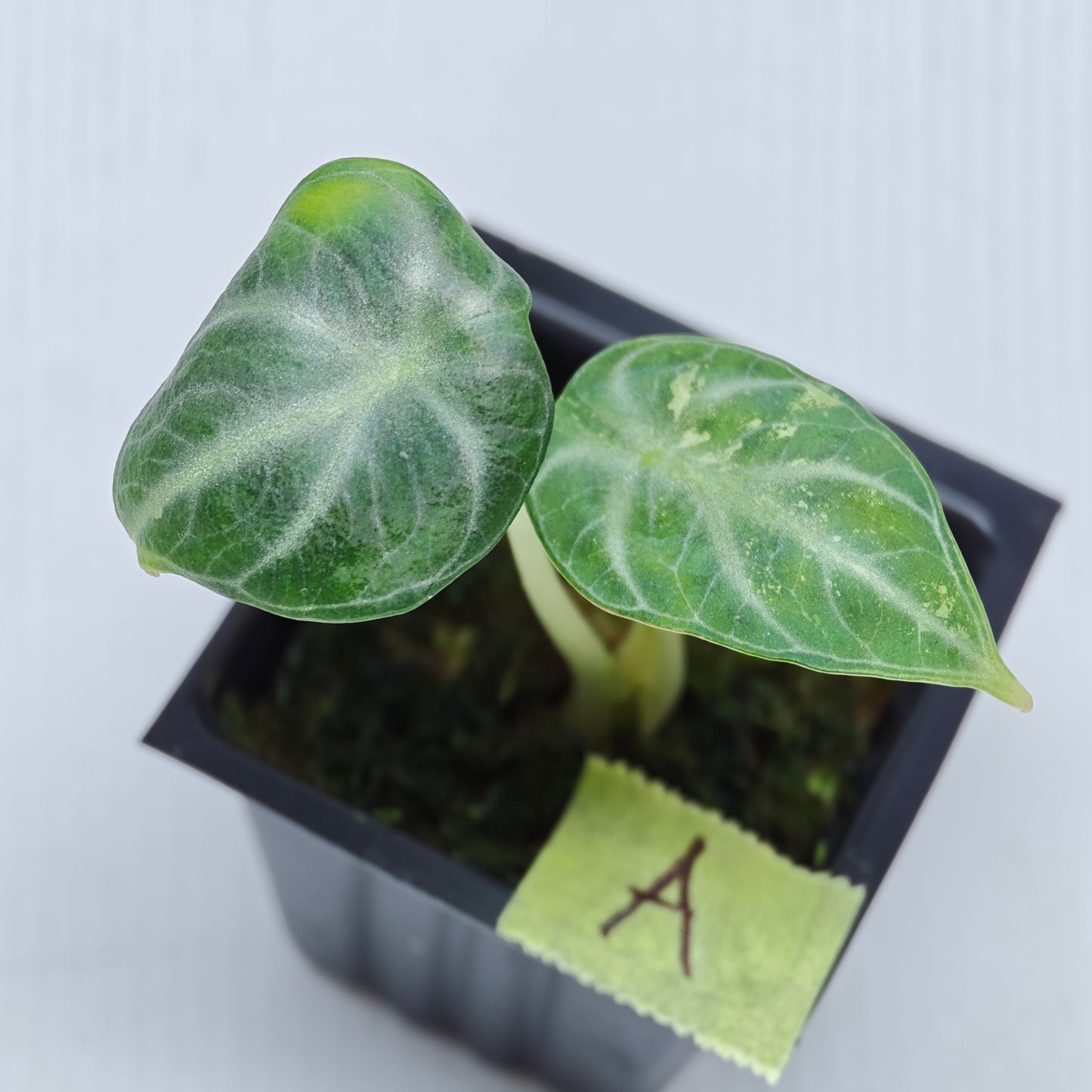 Alocasia Ninja Albo LOW Variegated
