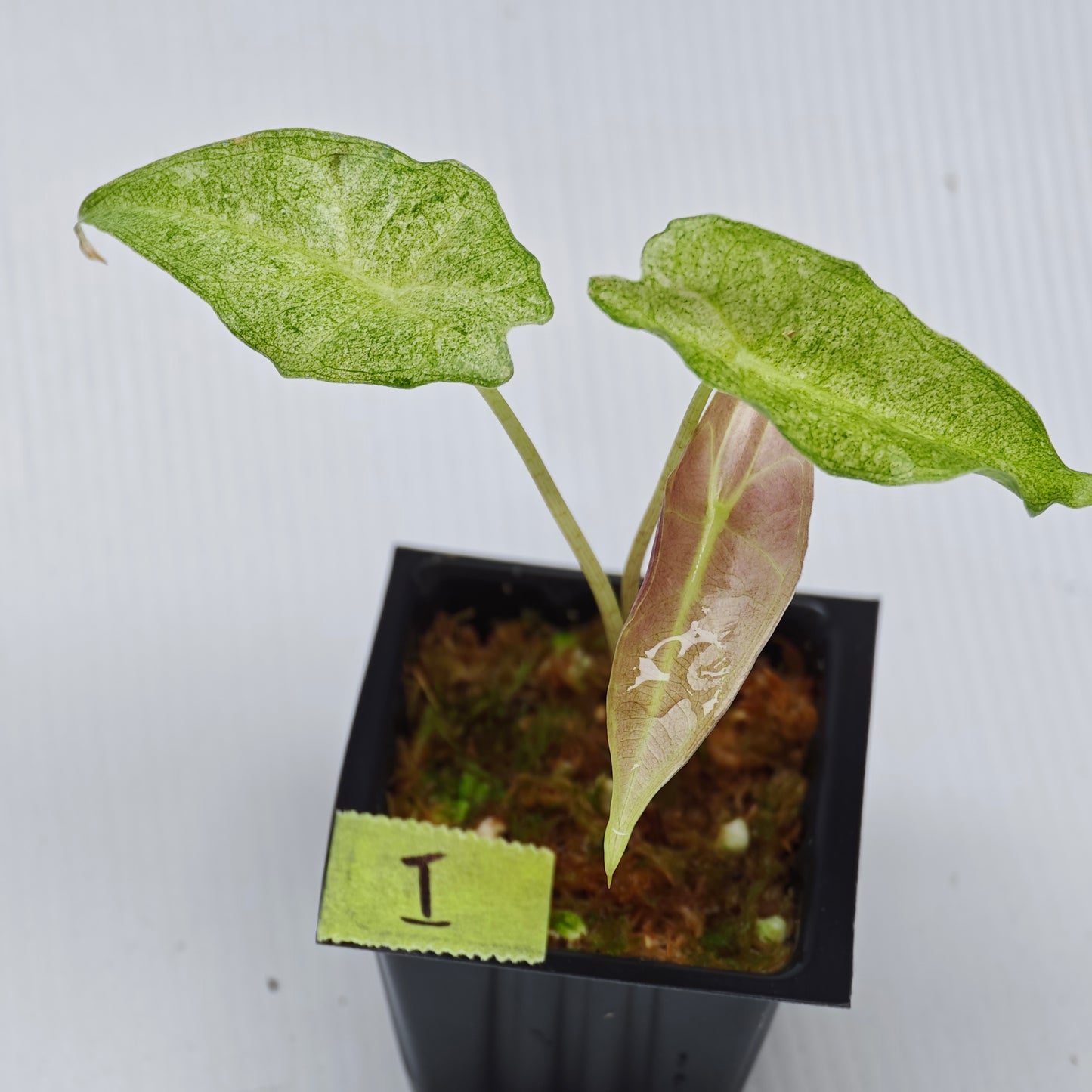 Alocasia Black Satun Pink Stardust