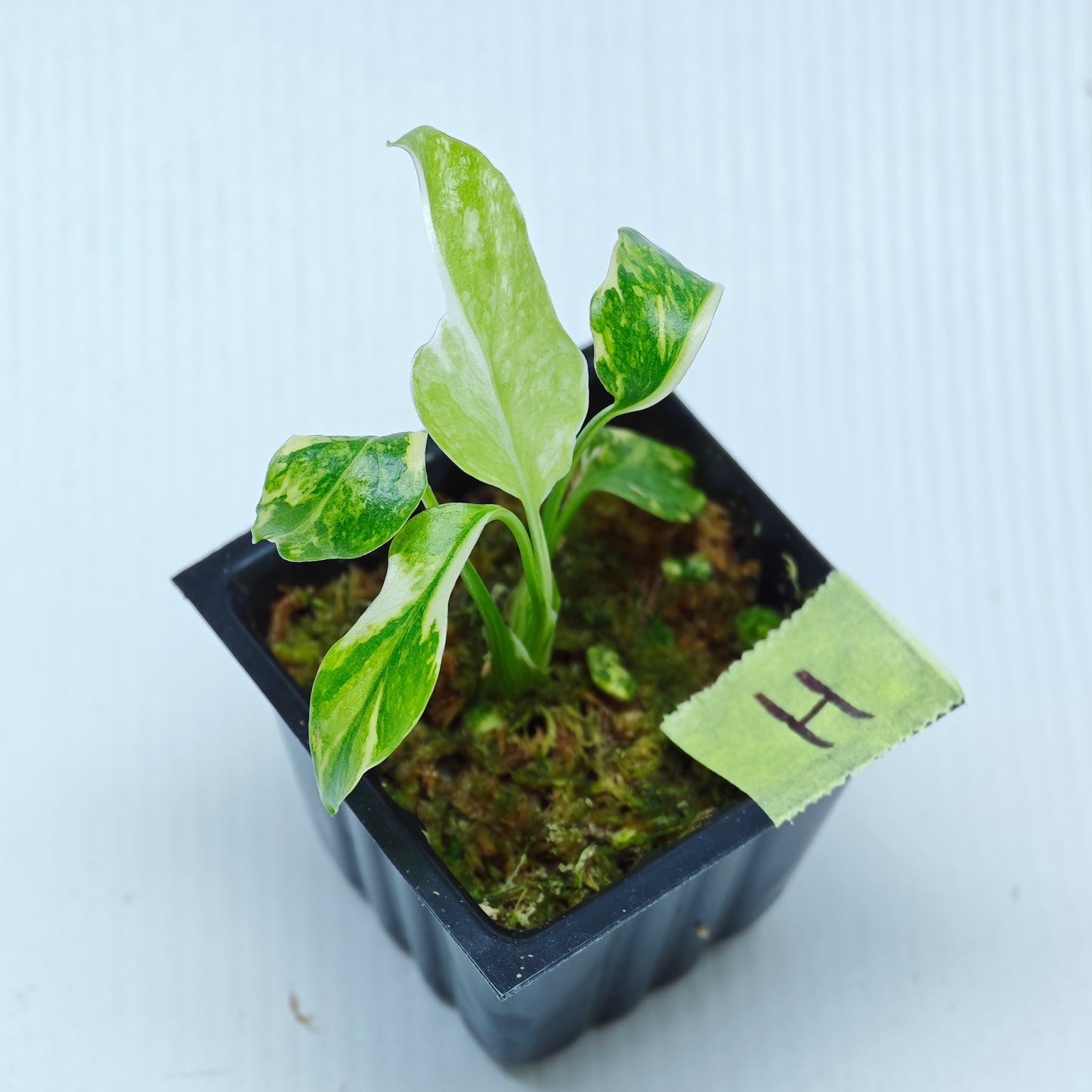 Monstera Electrolyte