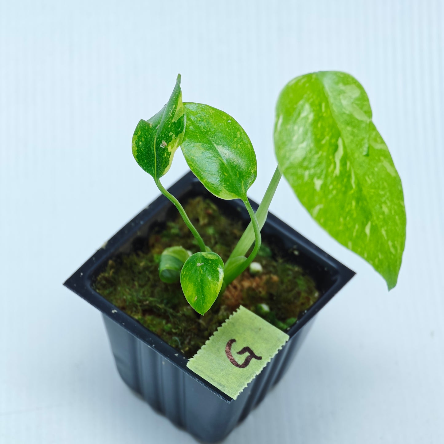 Monstera Electrolyte