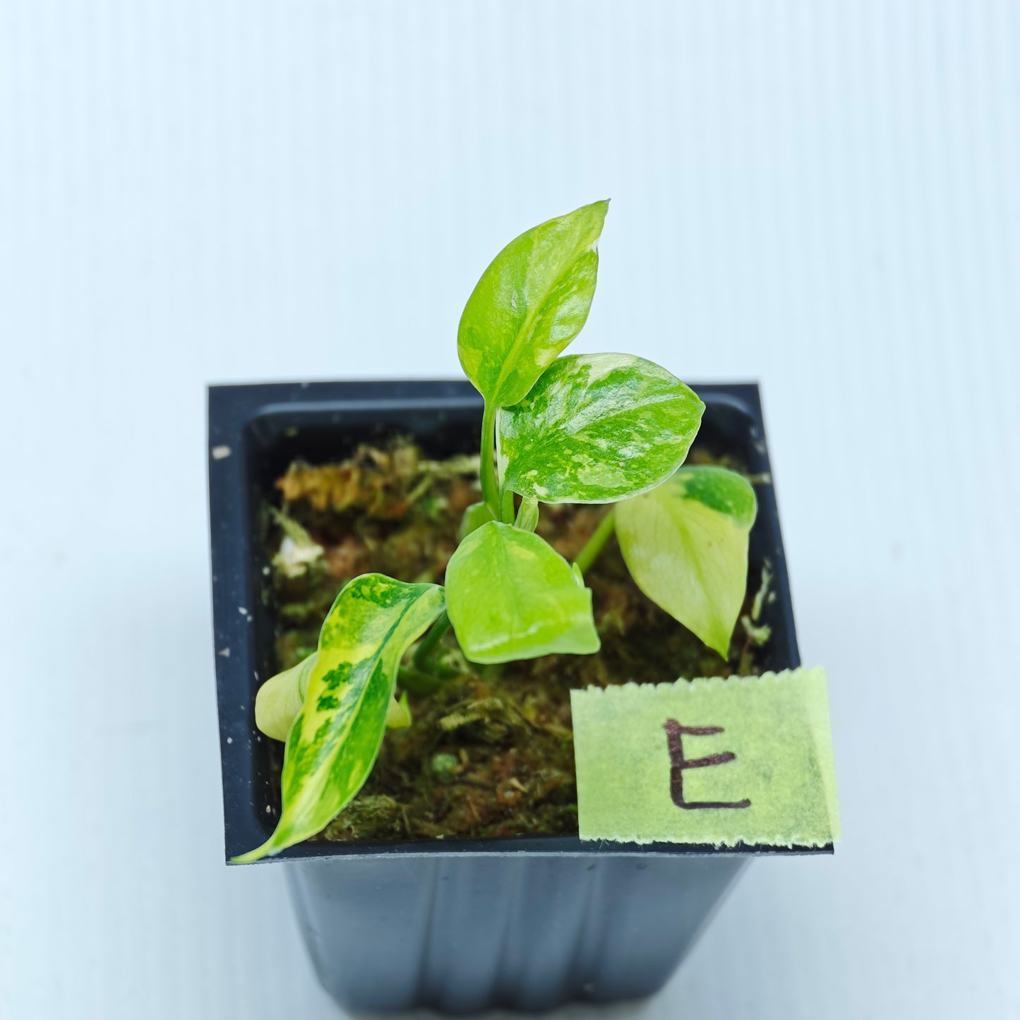 Monstera Electrolyte