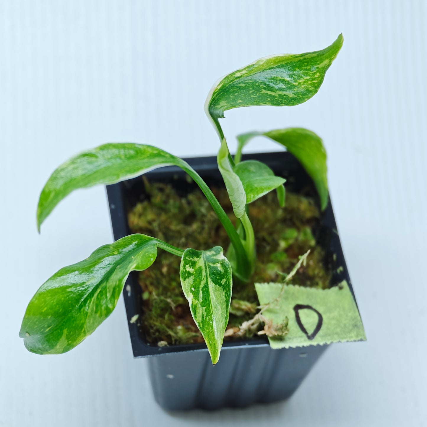 Monstera Electrolyte