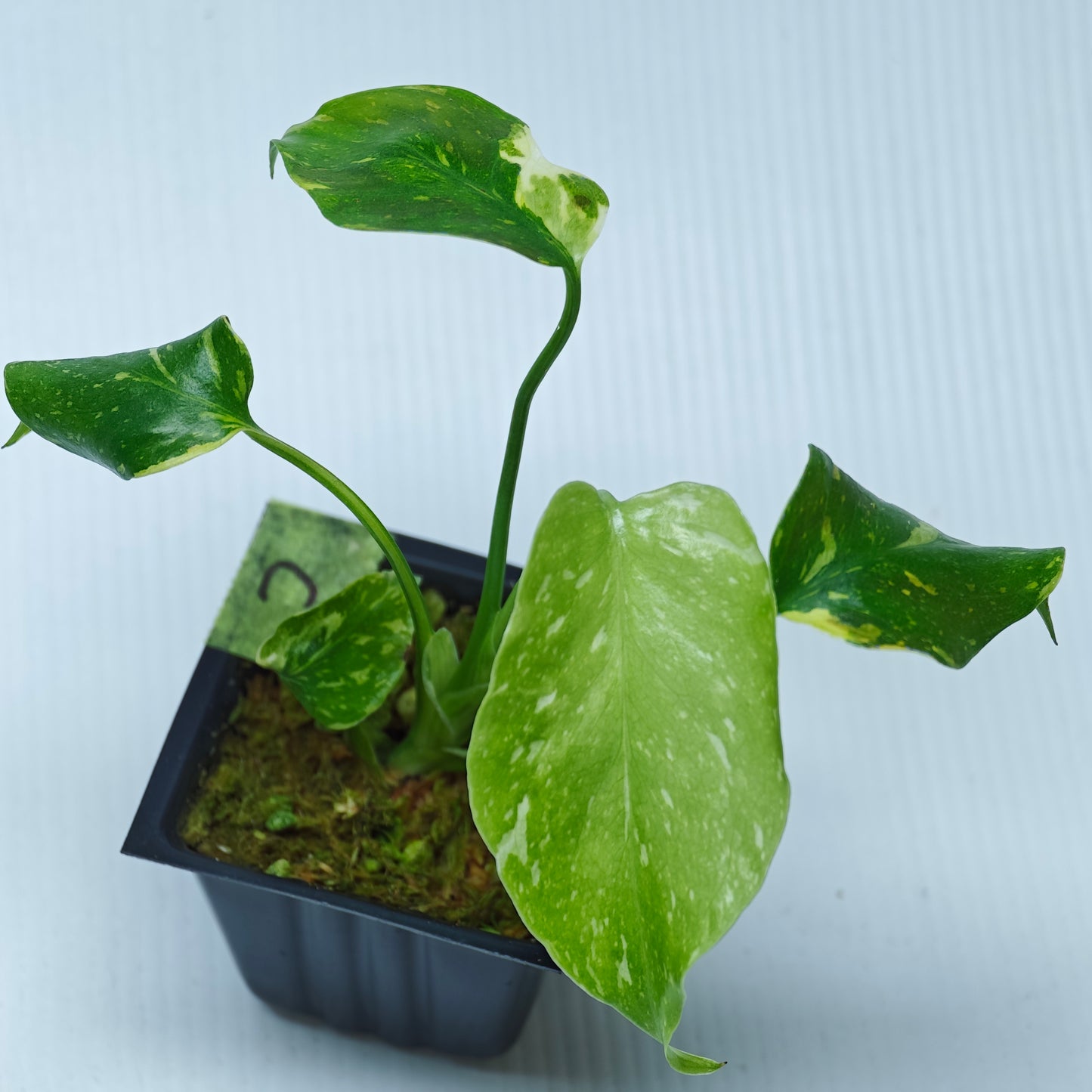 Monstera Electrolyte