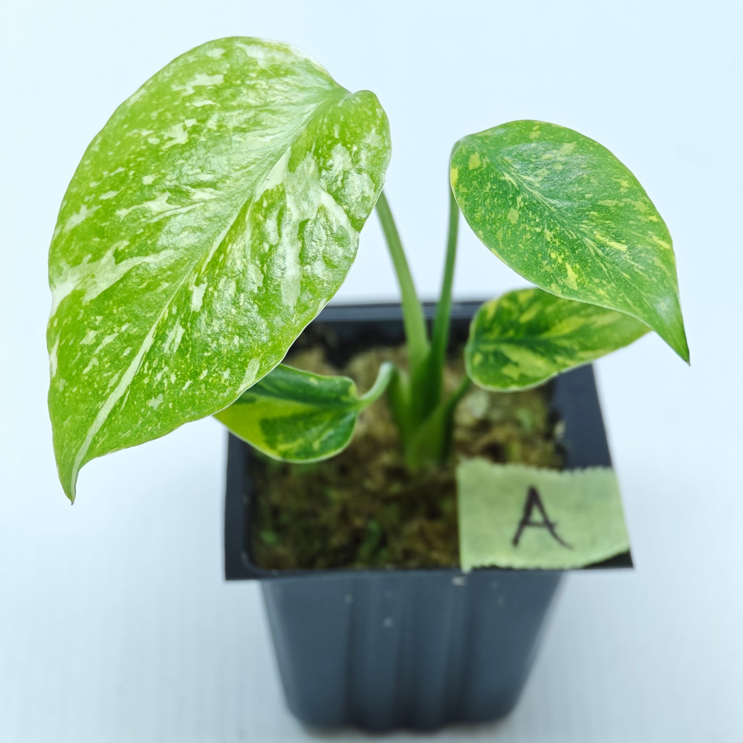 Monstera Electrolyte