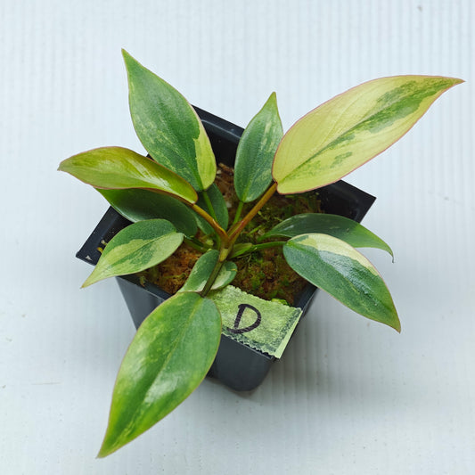 Philodendron atabapoense Pink Marble Variegated