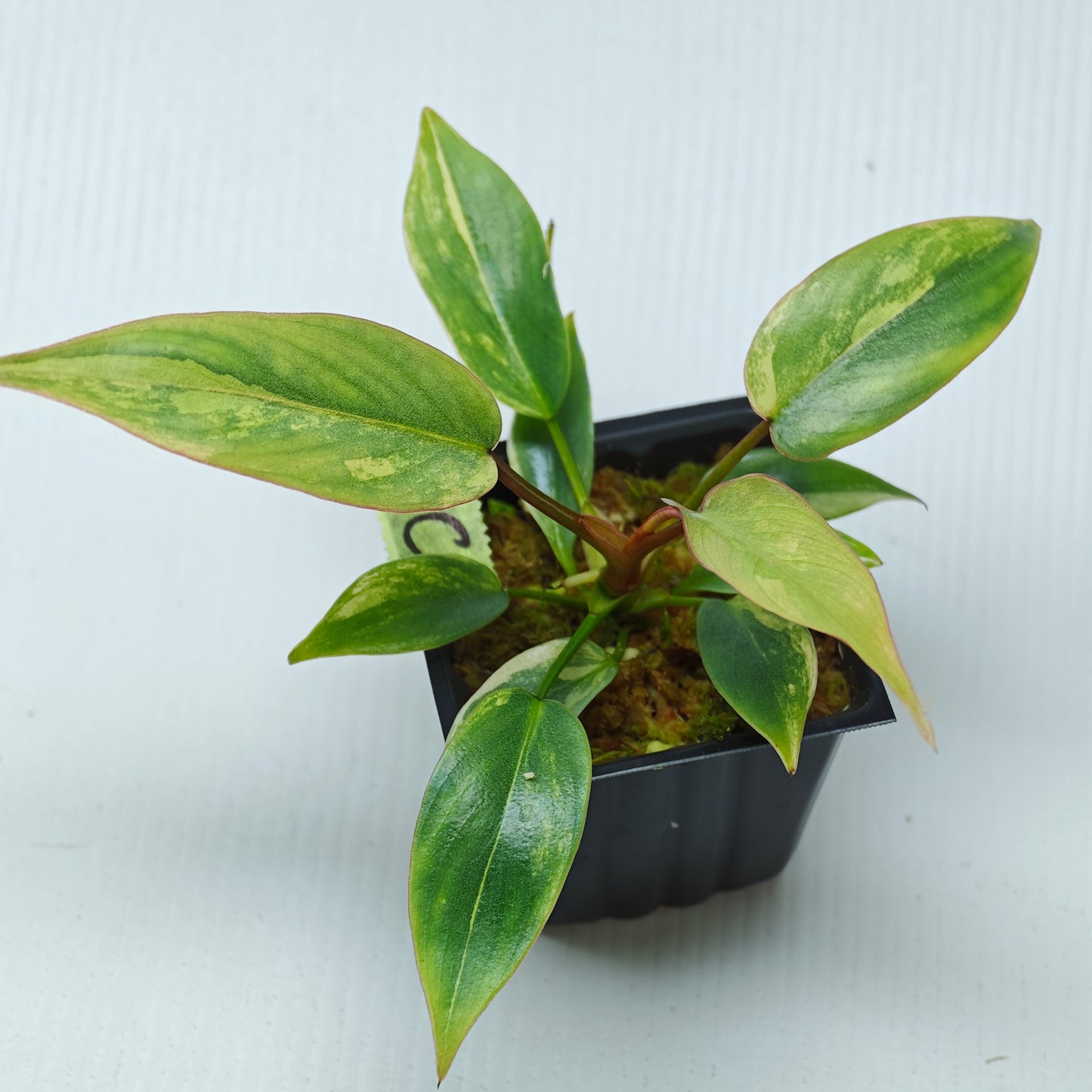 Philodendron atabapoense Pink Marble Variegated