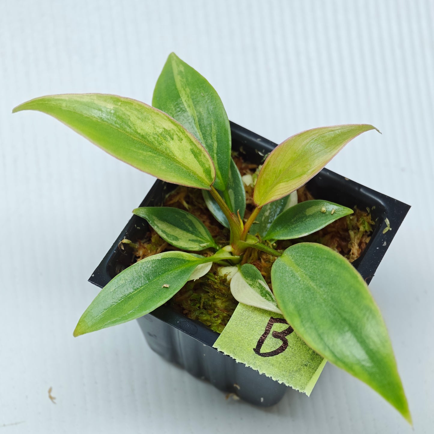 Philodendron atabapoense Pink Marble Variegated