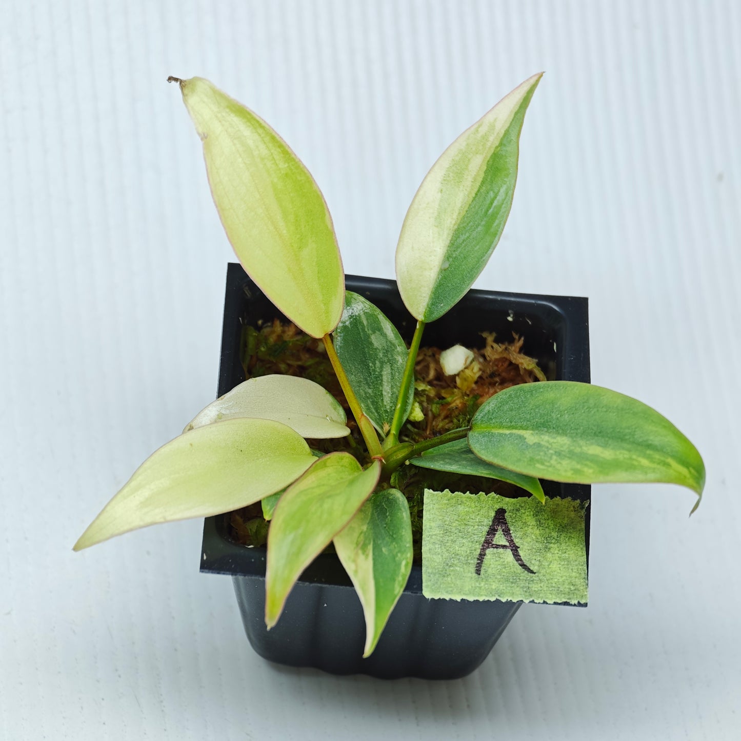 Philodendron atabapoense Pink Marble Variegated