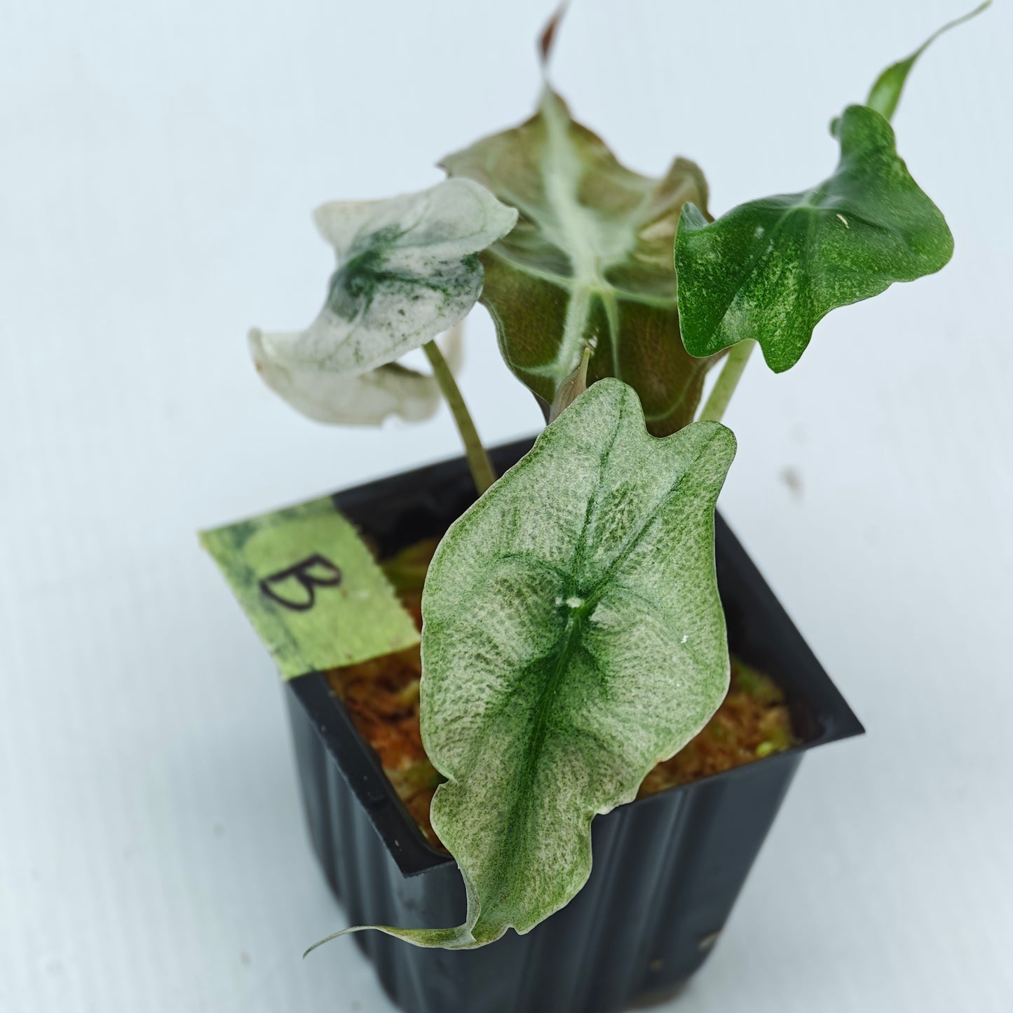 Alocasia Venom Pink Mint