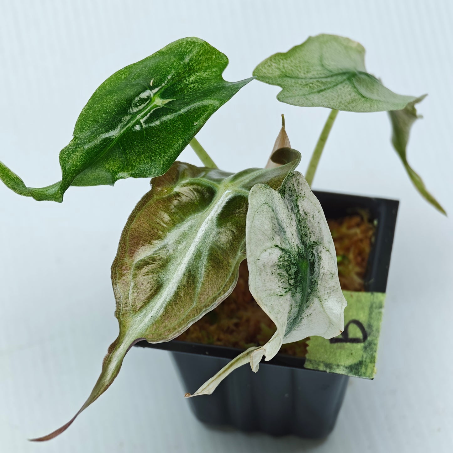 Alocasia Venom Pink Mint