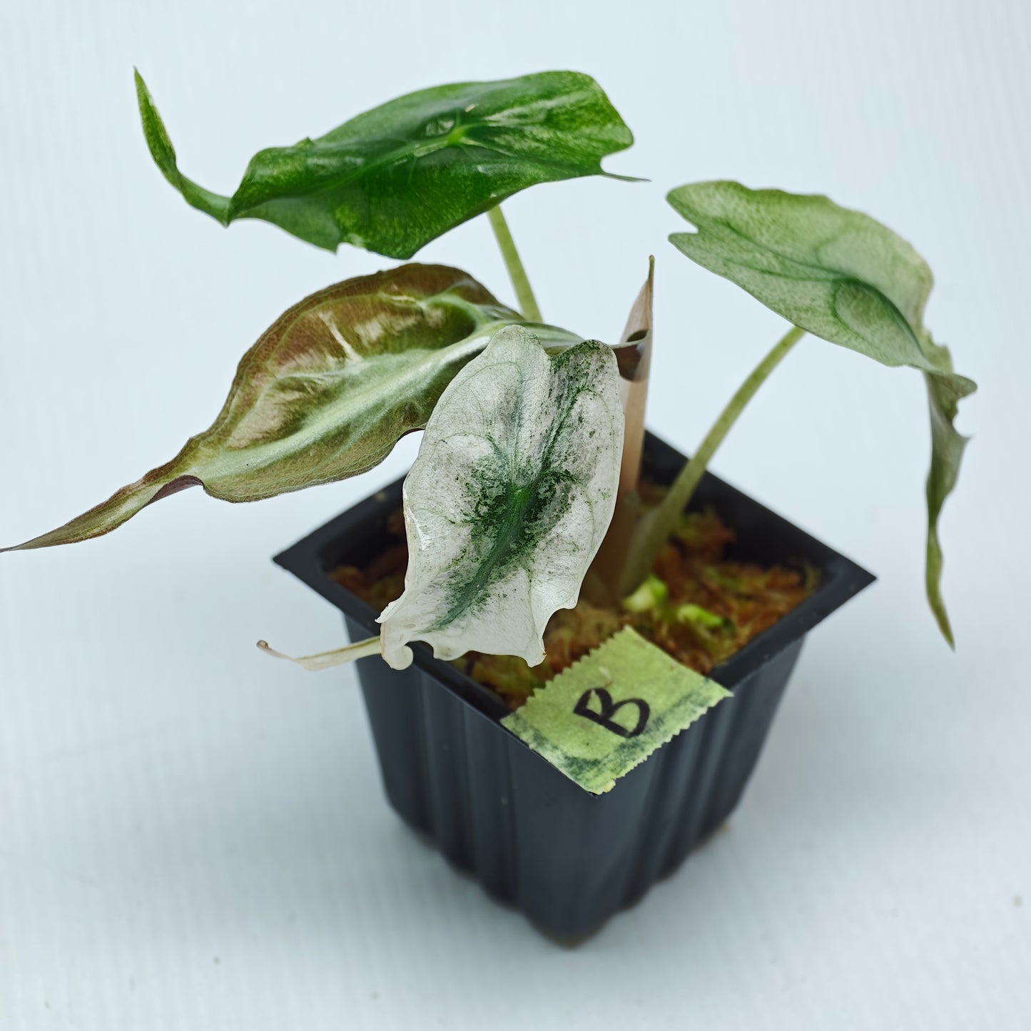 Alocasia Venom Pink Mint