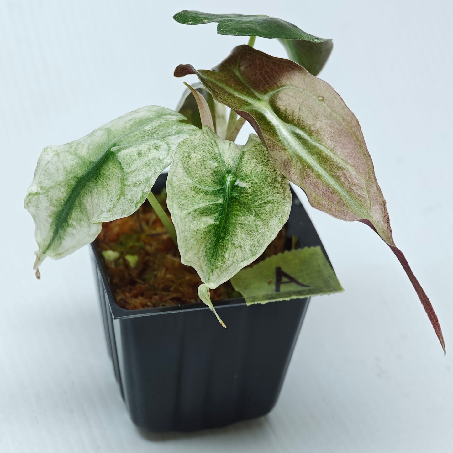 Alocasia Venom Pink Mint