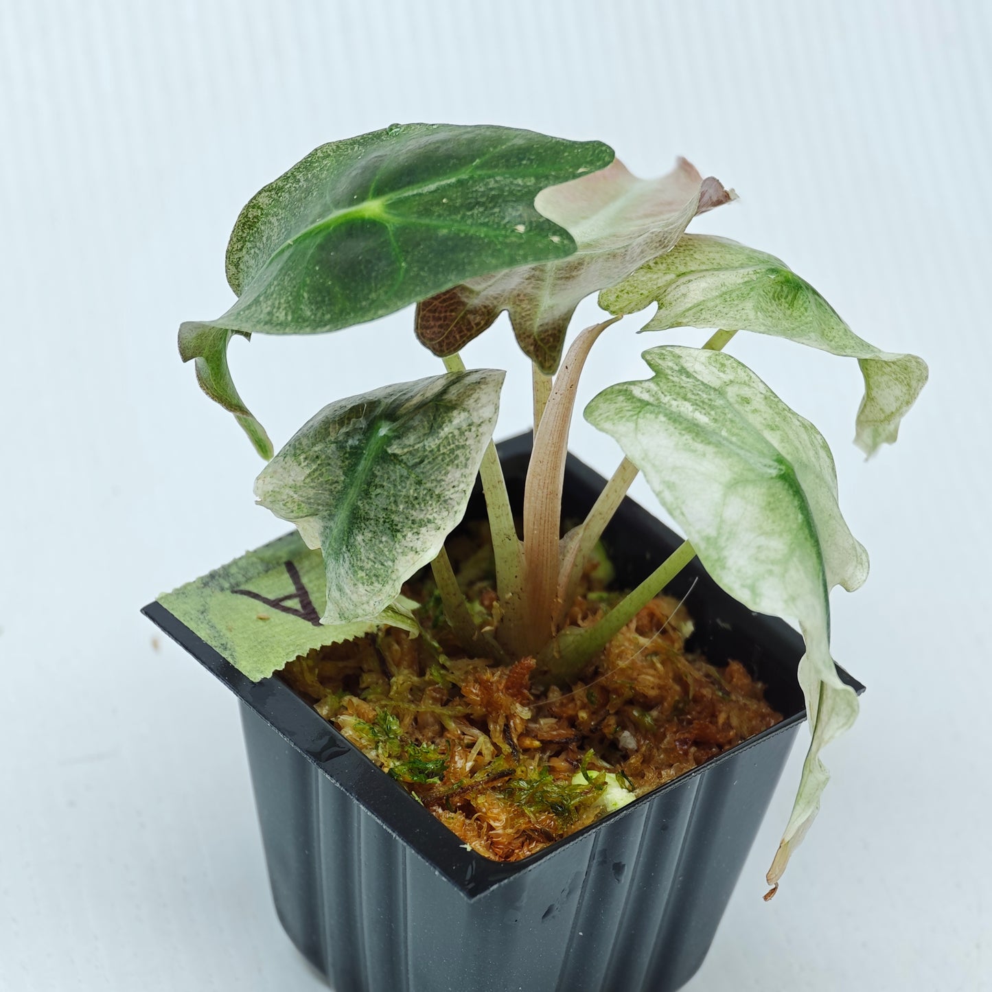 Alocasia Venom Pink Mint