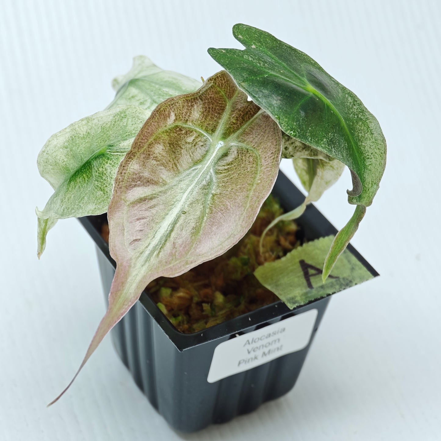 Alocasia Venom Pink Mint