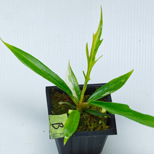 Philodendron tortum Aurea Variegated