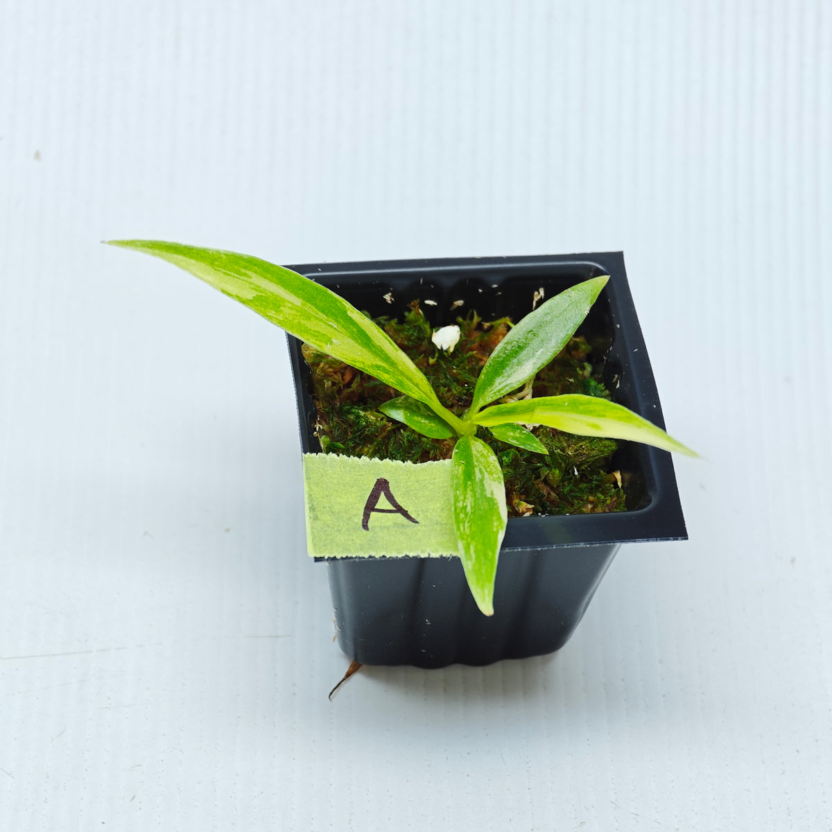 Philodendron tortum Aurea Variegated