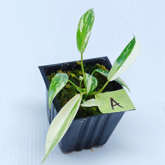 Philodendron joepii Albo Variegated